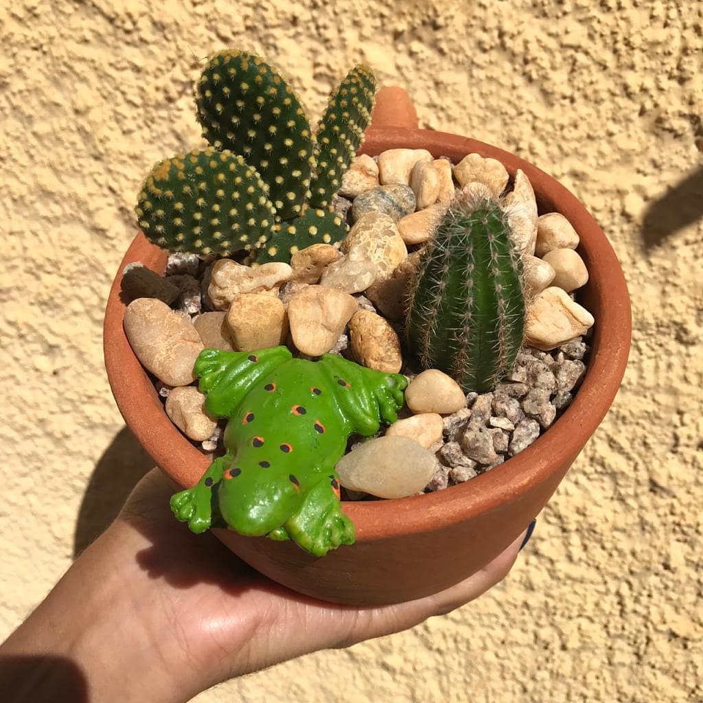 Jardim de cactos